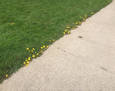 Weeds are worse along the edge of the driveway